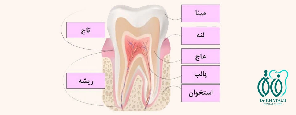 عاج دندان چیست؟ عاج دندان چیست؟